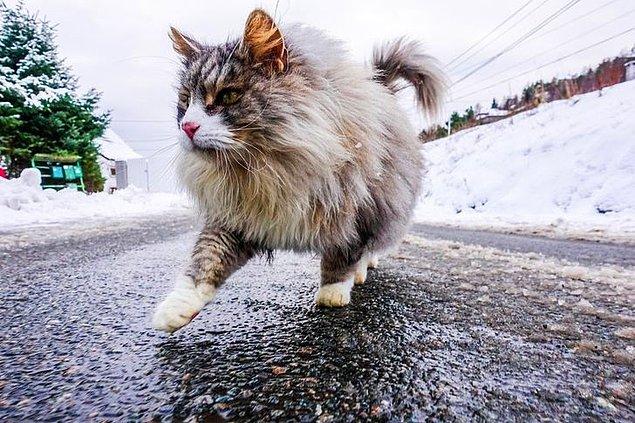 6. "Bu muhteşem kediyle bugün koşarken tanıştım. Türünün ne olduğundan emin değilim, ama şimdiye kadar bir Viking'e en çok benzeyen kedi olduğunu söyleyebilirim."