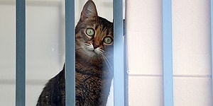 Власти запретили кошкам выходить улицу в одном из районов Австралии