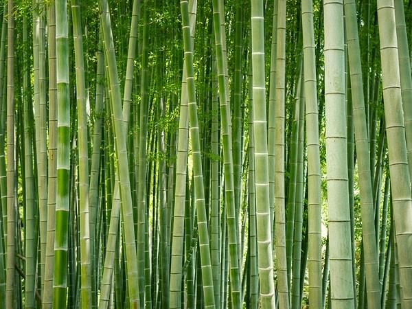 13. Dünyanın en hızlı büyüyen bitkisi bambu 1 günde 90 cm kadar büyüyebiliyor.