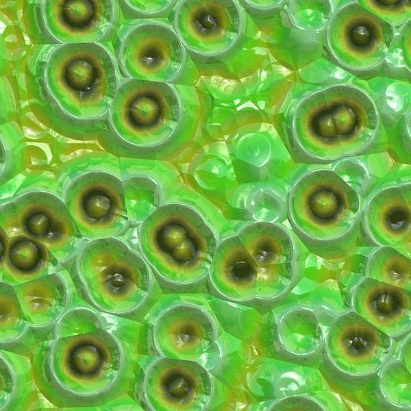 9. Farklı bitkilerin hücrelerinin farklı göründüğünü söylesek, şaşıracağınızı düşünmüyoruz.