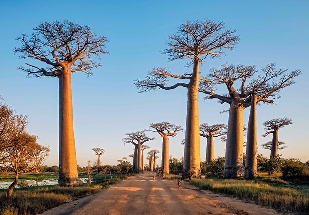 12. Madagaskar