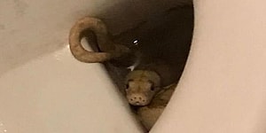 65-летнего мужчину укусил «в области гениталий» соседский питон, когда он сидел на унитазе