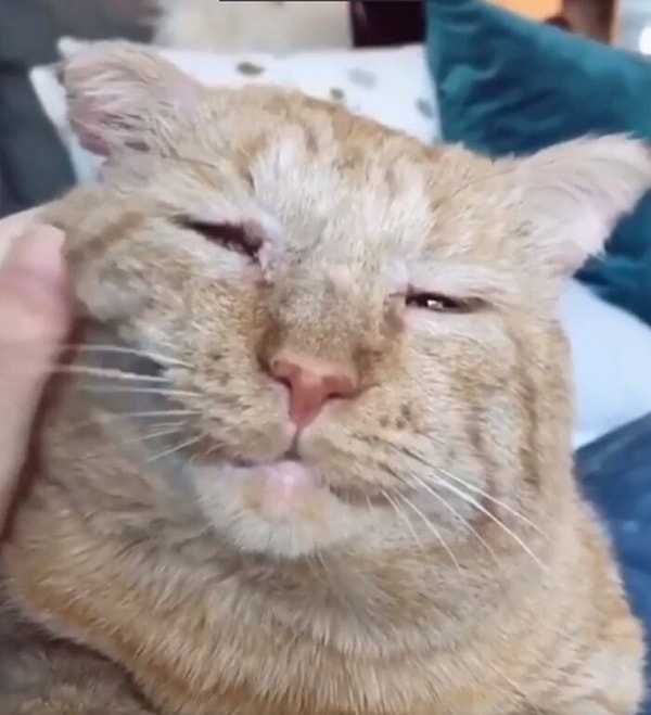 1. Приютил этого старичка. Теперь он проживет последние свои годы в любви и заботе