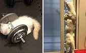 Кошки вне контекста: 20 фотографий пушистиков, которые не поддаются объяснению
