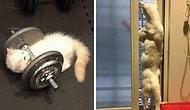 Кошки вне контекста: 20 фотографий пушистиков, которые не поддаются объяснению