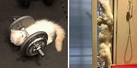 Кошки вне контекста: 20 фотографий пушистиков, которые не поддаются объяснению