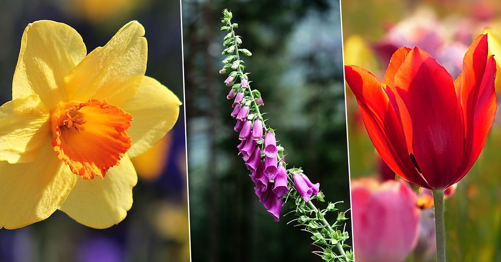Bu Bitkilerin Tatlı Görünüşüne Aldanmayın: Evinizde Tehlike Besliyor Olabilirsiniz!