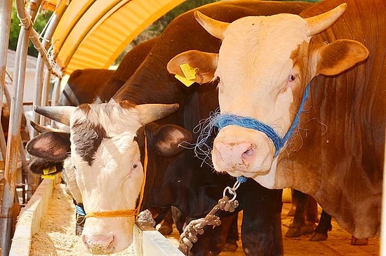 Kurban Bayramı Ne Zaman, Hangi Gün Başlayacak? Bayram Tatili Kaç Gün Olacak?