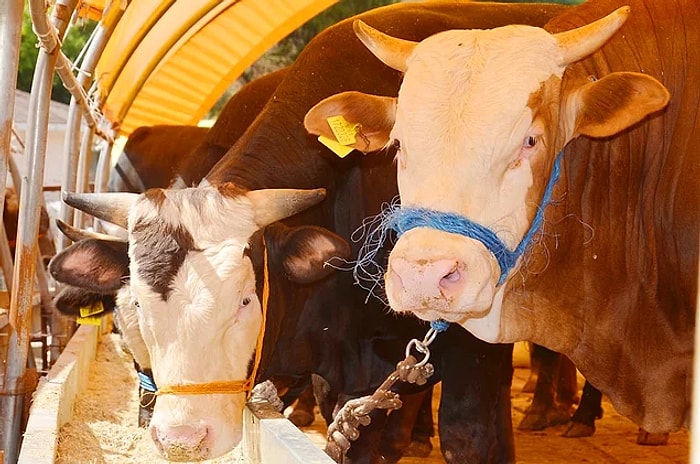 Kurban Bayramı Ne Zaman, Hangi Gün Başlayacak? Bayram Tatili Kaç Gün Olacak?