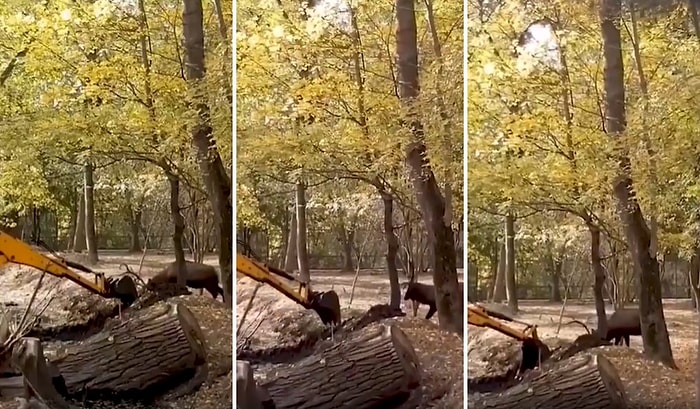 Yuvası Olan Ormanı, Canı Pahasına İş Makinesinden Korumaya Çalışan Geyik