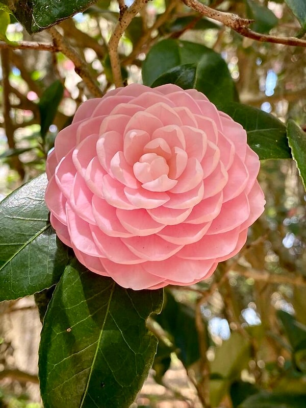 8. Камелия в ботаническом саду во Флориде