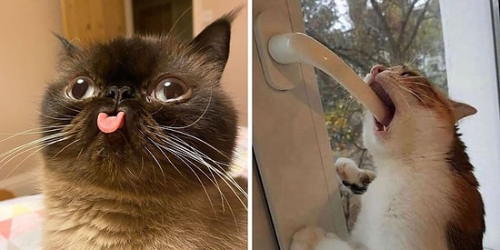 20 фотографий кошек, которые, кажется, сломались