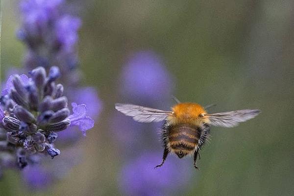 9. Arıların uçabilmesi, havacılık yasalarını ihlal etmediği gibi bilimsel bir gizem de değildir. Arılar uçak gibi uçsaydı, evet, uçmaları imkansız olurdu ancak onlar uçaklar gibi uçmazlar. Arılar arılara özgü bir şekilde gibi uçarlar.