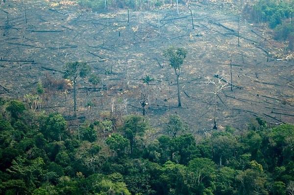 2020 yılının ilk altı ayına kıyasla yok olan alanın yüzde 17 arttığı kaydedilirken sadece Haziran ayında Amazon ormanlarında bin 62 kilometre kare alanın kül olduğu bildirildi.