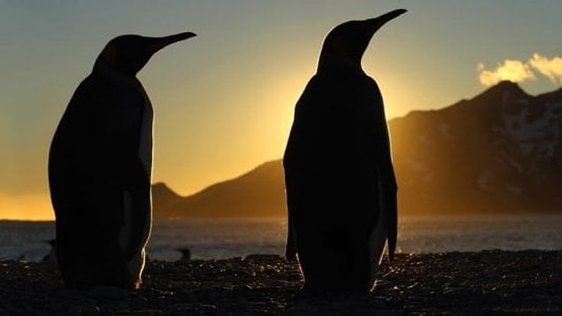 28. Frozen Planet (2011)