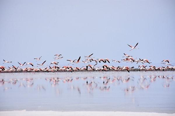 Her yıl birçok kuş türüne ev sahipliği yapan Tuz Gölü, en fazla da flamingolar tarafından tercih edildiği için de halk tarafından flamingo cenneti olarak isimlendiriliyor.