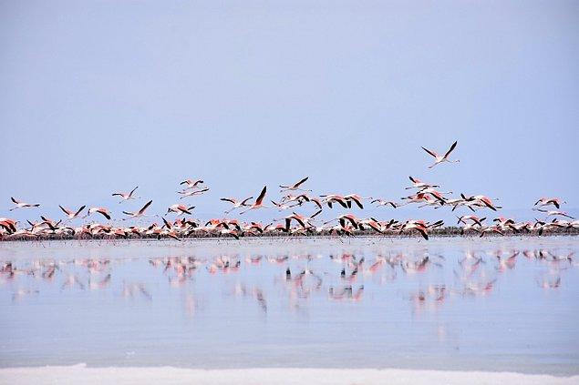 Her yıl birçok kuş türüne ev sahipliği yapan Tuz Gölü, en fazla da flamingolar tarafından tercih edildiği için de halk tarafından flamingo cenneti olarak isimlendiriliyor.