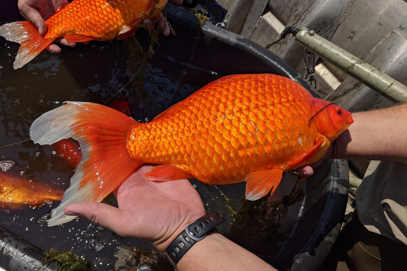 Золотая рыбка гигант гигант