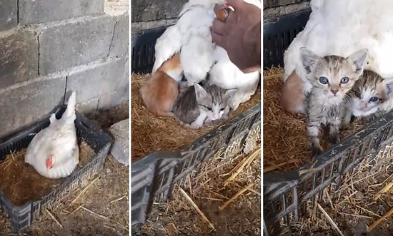 Kedilere Annelik Yapan Tavuğun İçinizi Isıtacak Görüntüleri