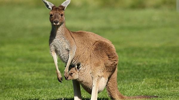 2. "Kangurular ve emular geriye doğru yürüyemezler. Bu yüzden bu iki hayvan Avustralya'nın ulusal mühründelerdir."