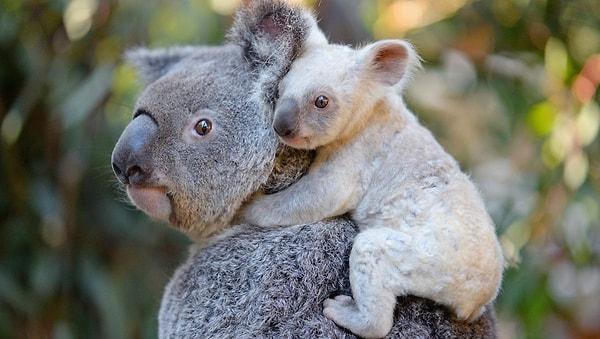 12. "Çoğu koalada klamidya var."
