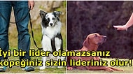 Ona Liderin Kim Olduğunu Gösterin! Köpeğinizin Alfası Olabilmek İçin Yapmanız Gerekenler