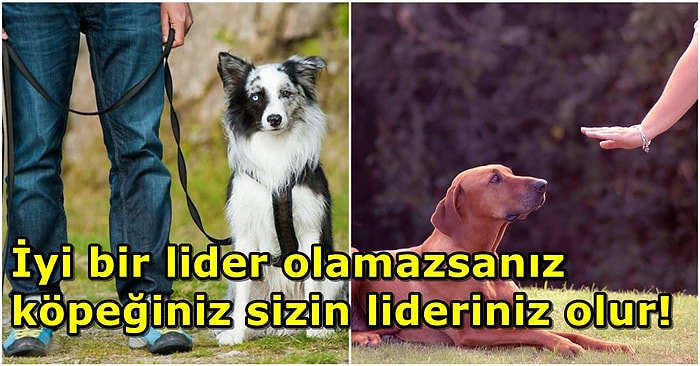 Ona Liderin Kim Olduğunu Gösterin! Köpeğinizin Alfası Olabilmek İçin Yapmanız Gerekenler