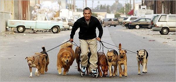 Öncelikle belirtmek gerekiyor ki köpekler sürü hayvanlarıdır. Tabii her sürünün içinde de bir lider yani 'alfa' vardır.