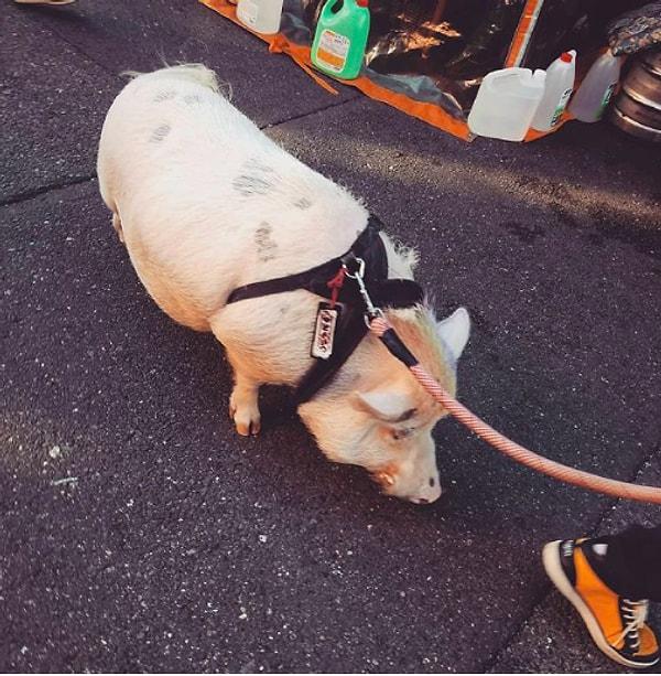 4. Sokakta yaban domuzu gezdiren birini sadece Japonya'da görebilirsiniz...