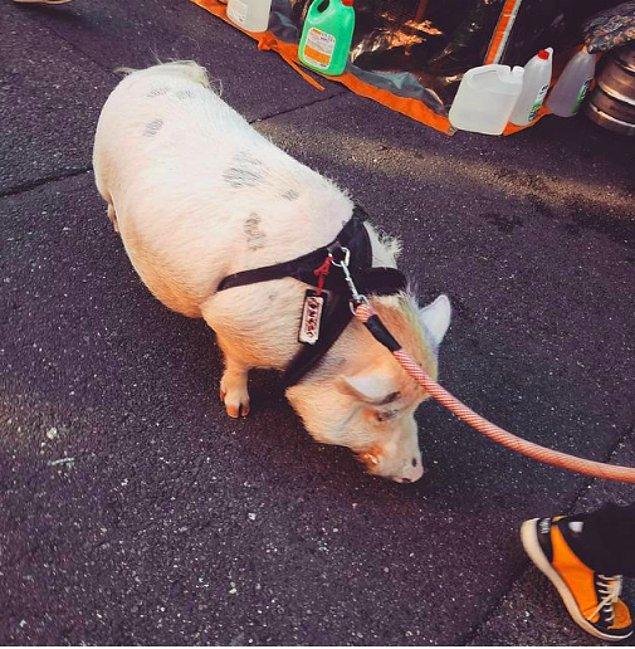 4. Sokakta yaban domuzu gezdiren birini sadece Japonya'da görebilirsiniz...