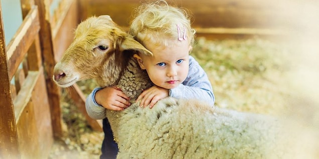 Her yıl olduğu gibi bu yıl da veganlar ve vejetaryenler #KurbanCinayettir diyerek Kurban Bayramı'na tepki gösterdi.