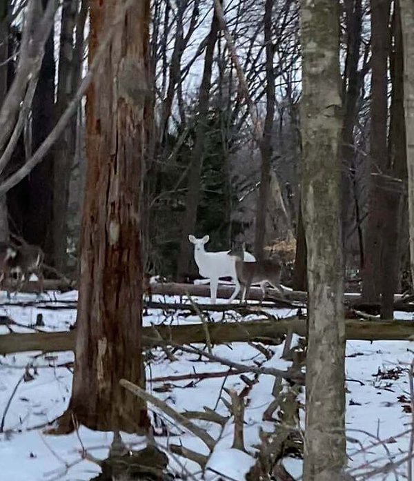 6. Белый олень