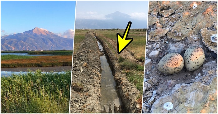 Kuş Cenneti’ndeki Gölün Kenarına Açılan Kanal Yüzünden Doğanın ve Canlıların Geldiği Hâl İçinizi Acıtacak