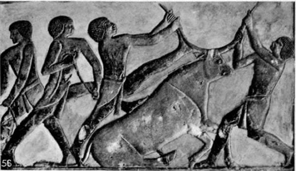Mısırlılar her koç ve boğayı da kurban olarak tanrıya sunmuyorlardı. Özellikle siyah renkli koç ya da boğayı asla kurban etmezlerdi. Beyaz renkte, sağlıklı ve kilolu hayvanları özenle seçerler, en ufak bir leke olması durumunda başka hayvana bakarlardı.