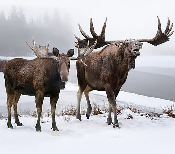 12. Аляскинский лось и вымерший широколобый лось