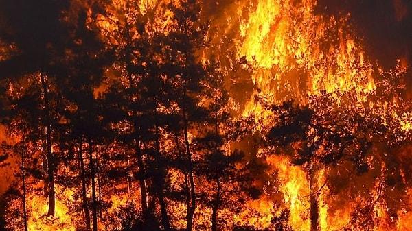 Üç gündür Türkiye'nin güneyi alev alev yanıyor; önce Manavgat ardından da 21 farklı şehirde çıkan orman yangınları ciğerimize ateş düşürdü.