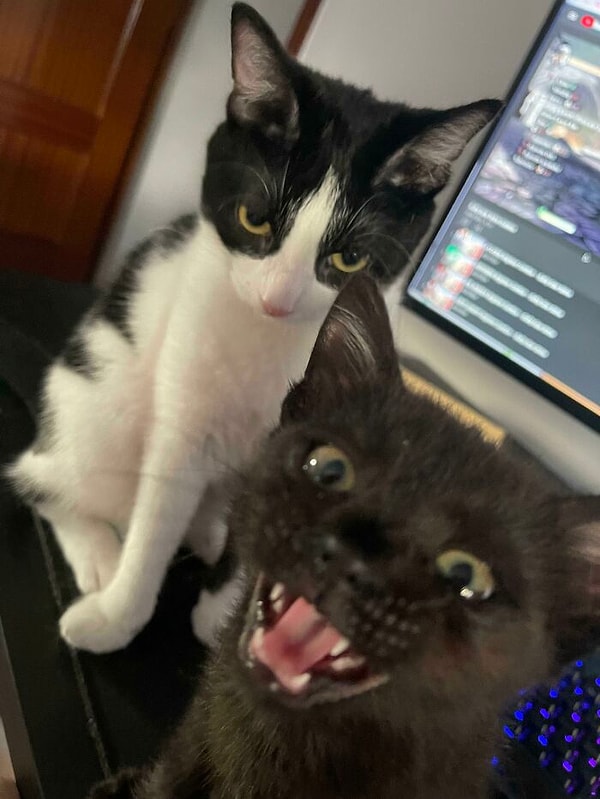 14. Кому-то нравится, что его приютили, ну а кто-то совсем не рад новому братику