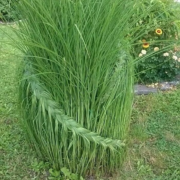 4. Здоровые корни, никаких секущихся кончиков