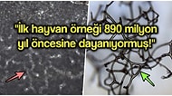 İlk Hayvan Türü Örneklerinin Düşündüğümüzden Çok Daha Eskiye Dayandığını Biliyor muydunuz?