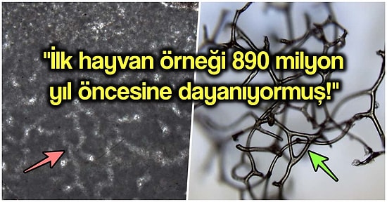 İlk Hayvan Türü Örneklerinin Düşündüğümüzden Çok Daha Eskiye Dayandığını Biliyor muydunuz?