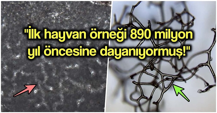 İlk Hayvan Türü Örneklerinin Düşündüğümüzden Çok Daha Eskiye Dayandığını Biliyor muydunuz?