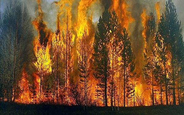 Ülke tarihimizin en büyük orman yangınlarından birini yaşasak da ne yazık ki yeterli uçak ve helikopterlerin olmaması nedeniyle yangınlar büyük oranda kontrol altına alınamadı.