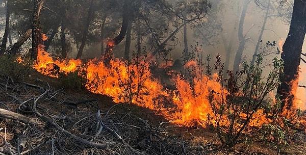 Ne kadar mücadele edersek edelim her geçen gün yayılan orman yangınlarıyla karşı karşıyayız. Binlerce gönüllü vatandaş ve görevli bu mücadelenin bir ucundan tutuyor, bu kabusun artık son bulması için çabalıyor.