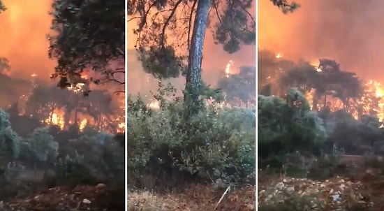 Evleri ve Kendileri Yanan Kuşların Çığlıklarını Dinlerken Kahrolacaksınız!