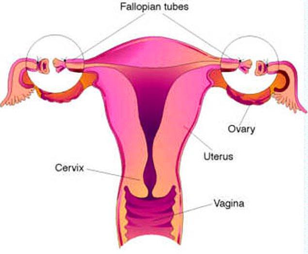 11. Tüp ligasyonu operasyonuna girseniz bile hamile kalmanız mümkündür.