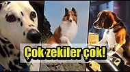 Köpeklerin Kendilerine Söylenen Yalanları Fark Ettiklerini Biliyor muydunuz?