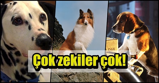 Köpeklerin Kendilerine Söylenen Yalanları Fark Ettiklerini Biliyor muydunuz?