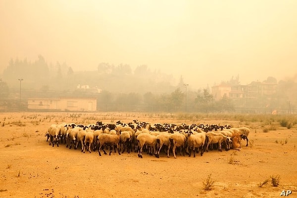 6. Evia adasındaki yangın nedeniyle bir araya gelen koyunlar.