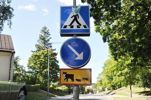 4. "Uppsala'da 'Dikkat edin. Yavrularıyla karşıya geçen bir kedi var.' anlamına gelen bir trafik levhamız var."