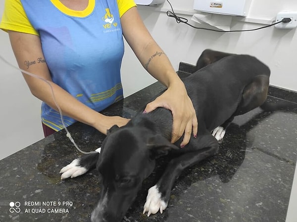 Выяснилось, что у него трансмиссивная венерическая опухоль, очень распространенное заболевание у бездомных собак